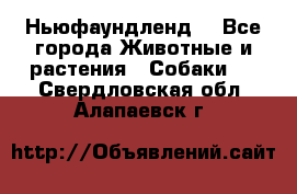 Ньюфаундленд  - Все города Животные и растения » Собаки   . Свердловская обл.,Алапаевск г.